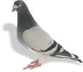 pigeon